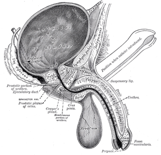 Illustration for article titled Here's How Ejaculation Actually Works